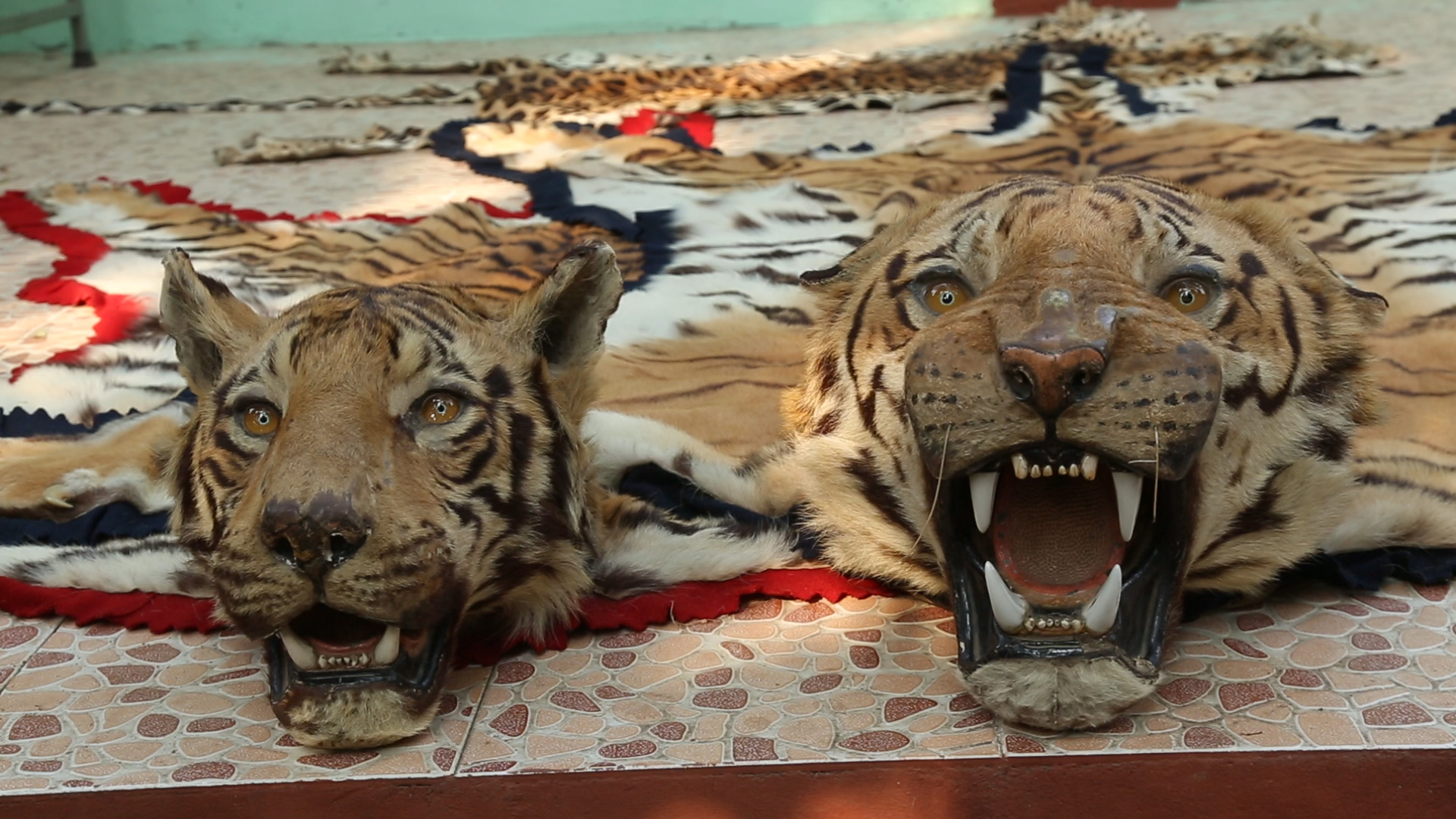 Why Is Animal Poaching So Rampant Curious Halt